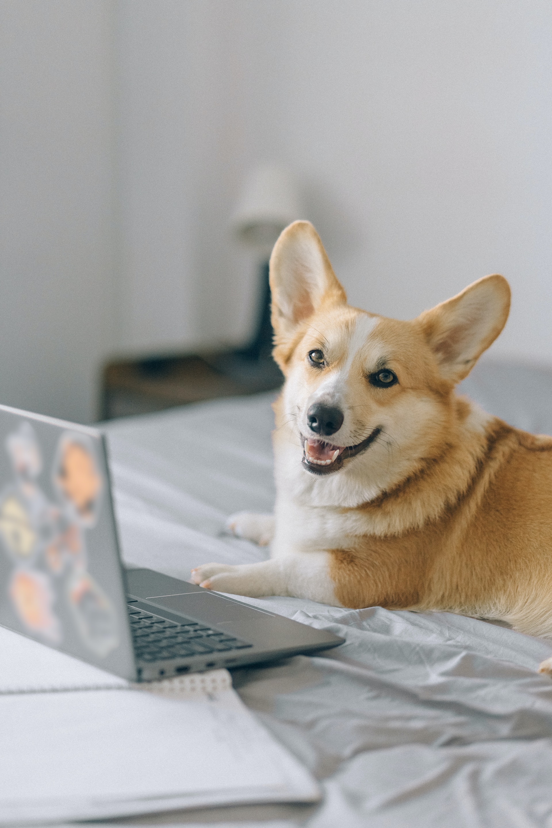 Koira ja kannettava tietokone sängyllä
